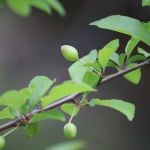 Big Bar Camping Area