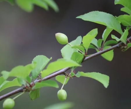 Big Bar Camping Area