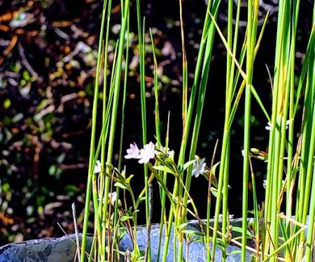 E-Ne-Nuck Campground