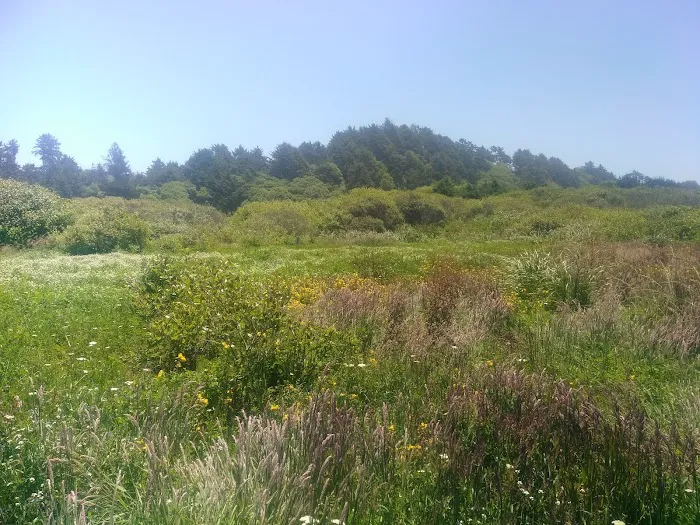 Clam Beach County Campground Picture 9