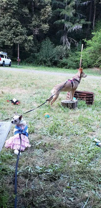 Bluff Creek Campground Picture 5