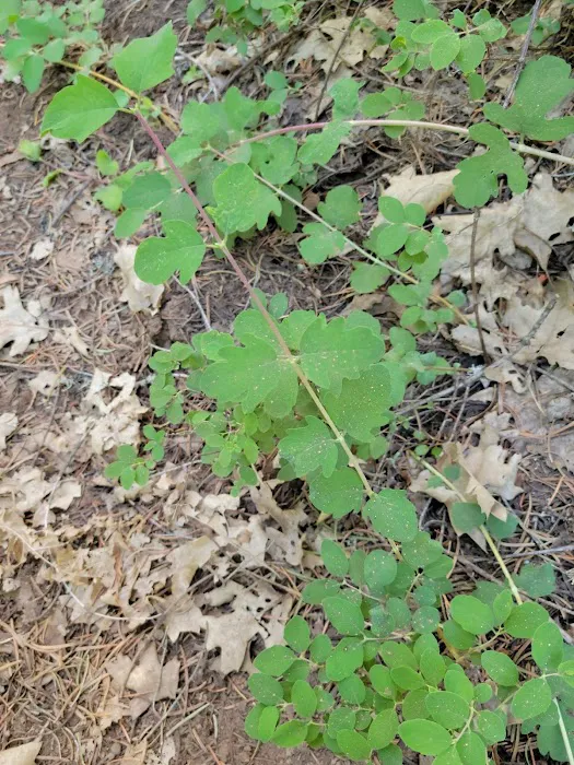 McCloud Area Picture 5
