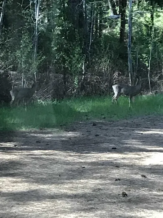 Algoma Campground Picture 4