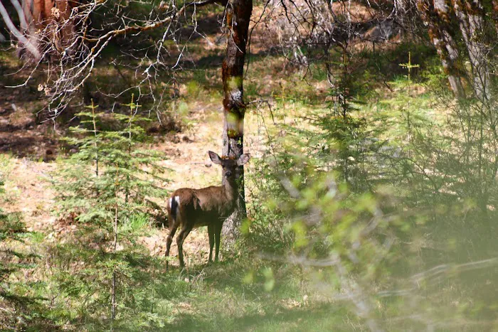 Fowlers Campground Picture 10