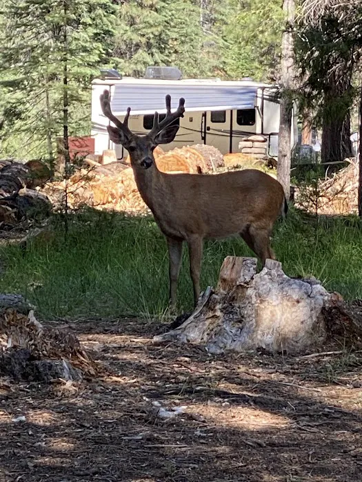 Fowlers Campground Picture 3