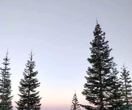 Panther Meadow Campground