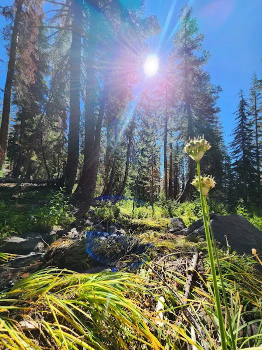 Panther Meadow Campground Picture 9