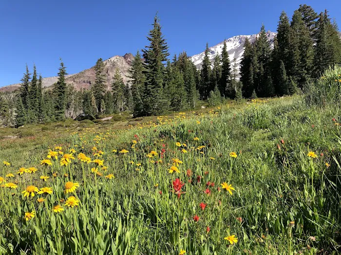Panther Meadow Campground Picture 2