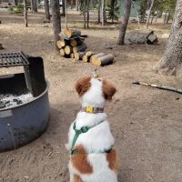 Medicine Campground ico