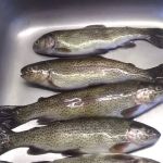 Payne Springs Campground