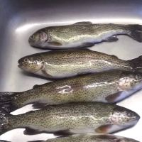 Payne Springs Campground ico