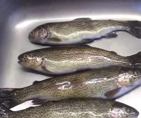 Payne Springs Campground