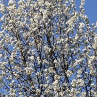 Brookside Terrace Mobile Home Park ico