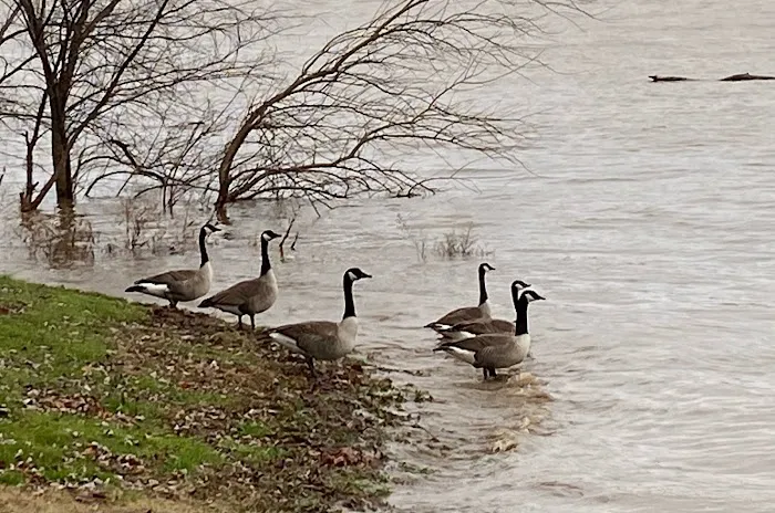 Harbor Park Picture 9