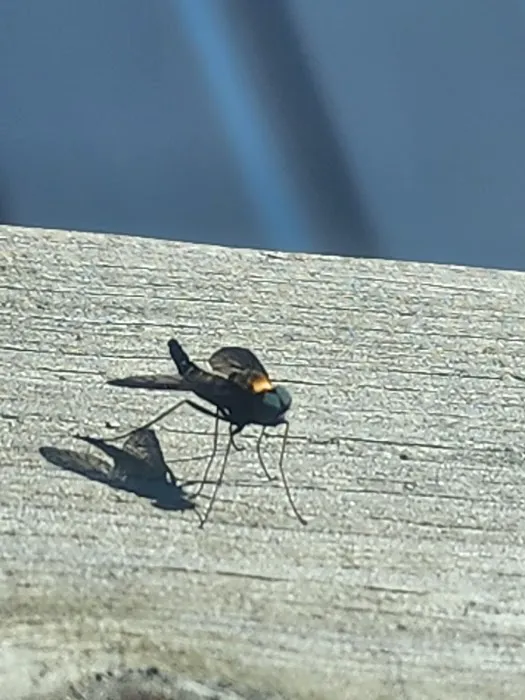 Westbrook Village Mobile Home Picture 3