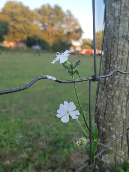 Westbrook Village Mobile Home Picture 2