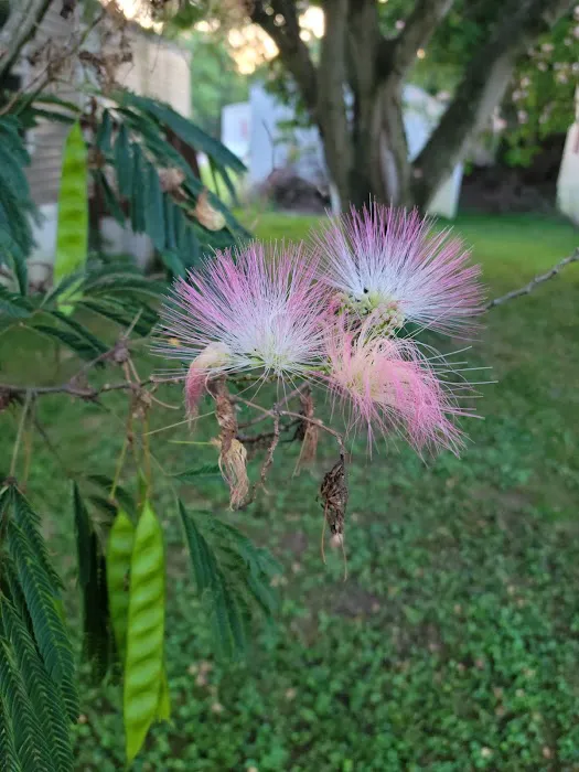 Westbrook Village Mobile Home Picture 5