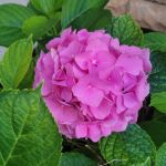 Westbrook Village Mobile Home