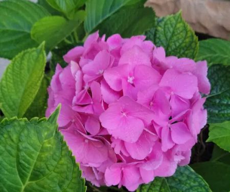 Westbrook Village Mobile Home