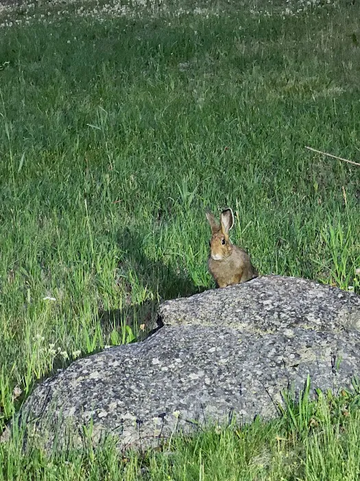 Beaverdam Campground and Picnic Area Picture 2
