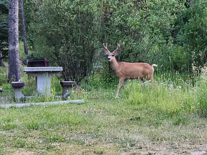 Beaverdam Campground and Picnic Area Picture 3