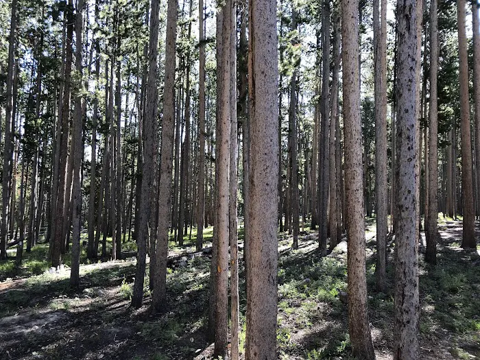 Price Creek Campground Picture 6