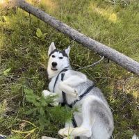 Kading Campground ico