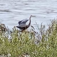 Andreas On The River RV Park ico