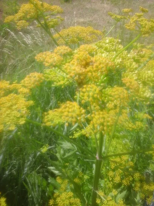 Salmon Meadows Campground Picture 3