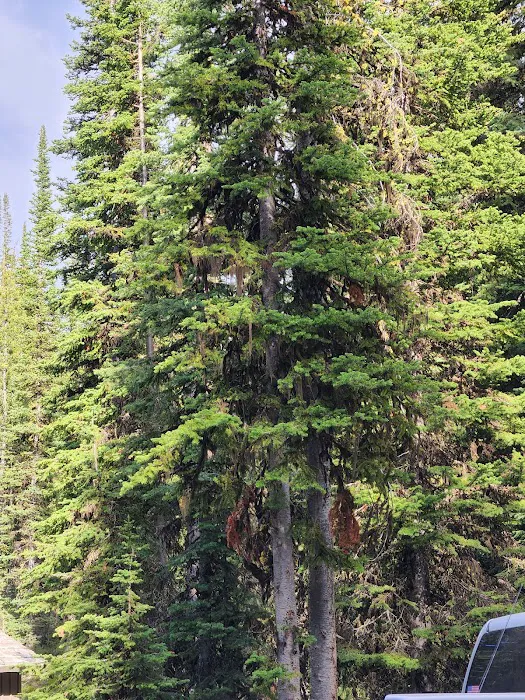 Wallace Lake Campground Picture 9