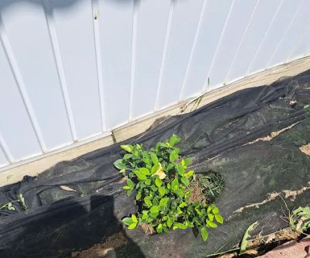 Holiday Estates Mobile Home Community