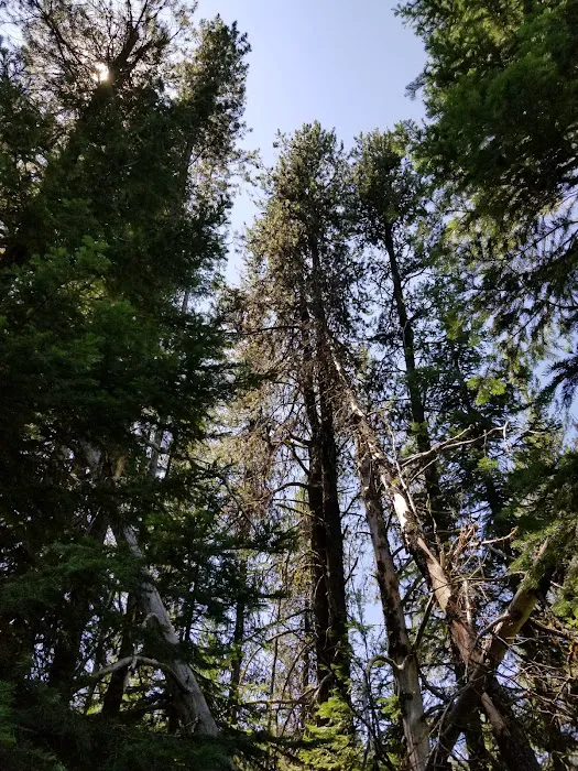 COLD SPRINGS CAMPGROUND Picture 3