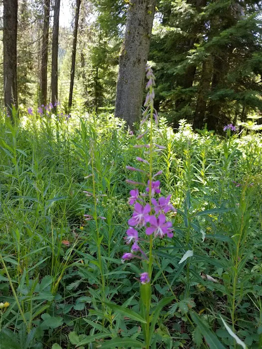 COLD SPRINGS CAMPGROUND Picture 1