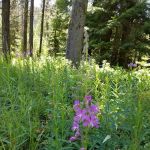 COLD SPRINGS CAMPGROUND