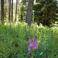 COLD SPRINGS CAMPGROUND ico