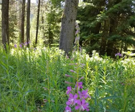 COLD SPRINGS CAMPGROUND
