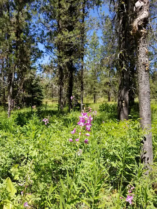 COLD SPRINGS CAMPGROUND Picture 2