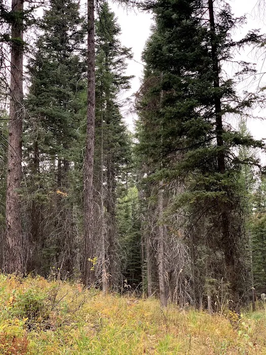 Rainbow Point Campground Picture 6