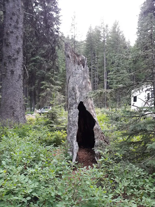 Amanita Campground Picture 5