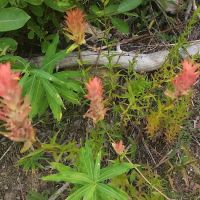 South Fork Salmon River Campground ico