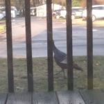 Country Cousin, Inc.