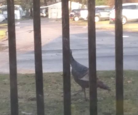 Country Cousin, Inc.