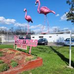 Elevate Flamingo MHC