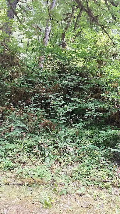 Lake Fork Campground Picture 2