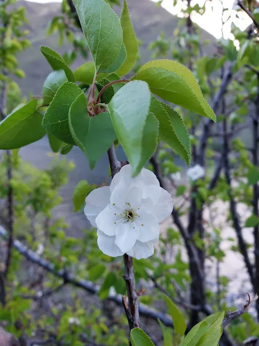 US Forest Service Picture 8