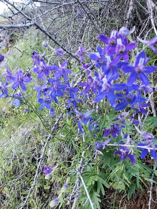 US Forest Service Picture 6