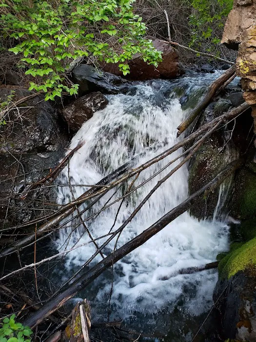 US Forest Service Picture 2