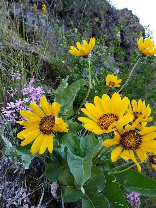 US Forest Service Picture 3