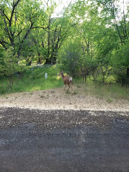US Forest Service Picture 7