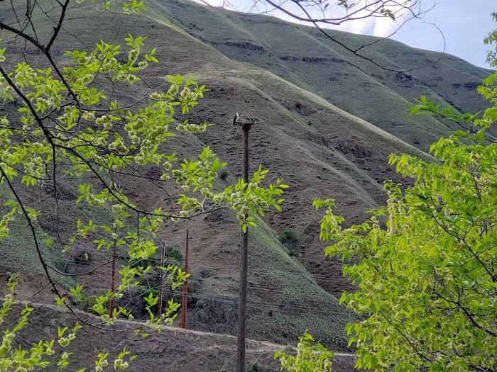 US Forest Service Picture 4